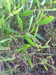 Acacia rostellifera