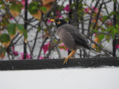 Acridotheres tristis