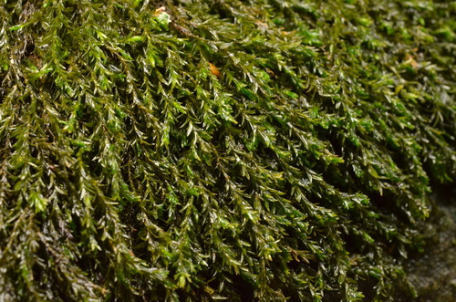 Cinclidotus riparius observed 2025-10-10