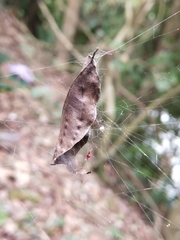 Phonognatha