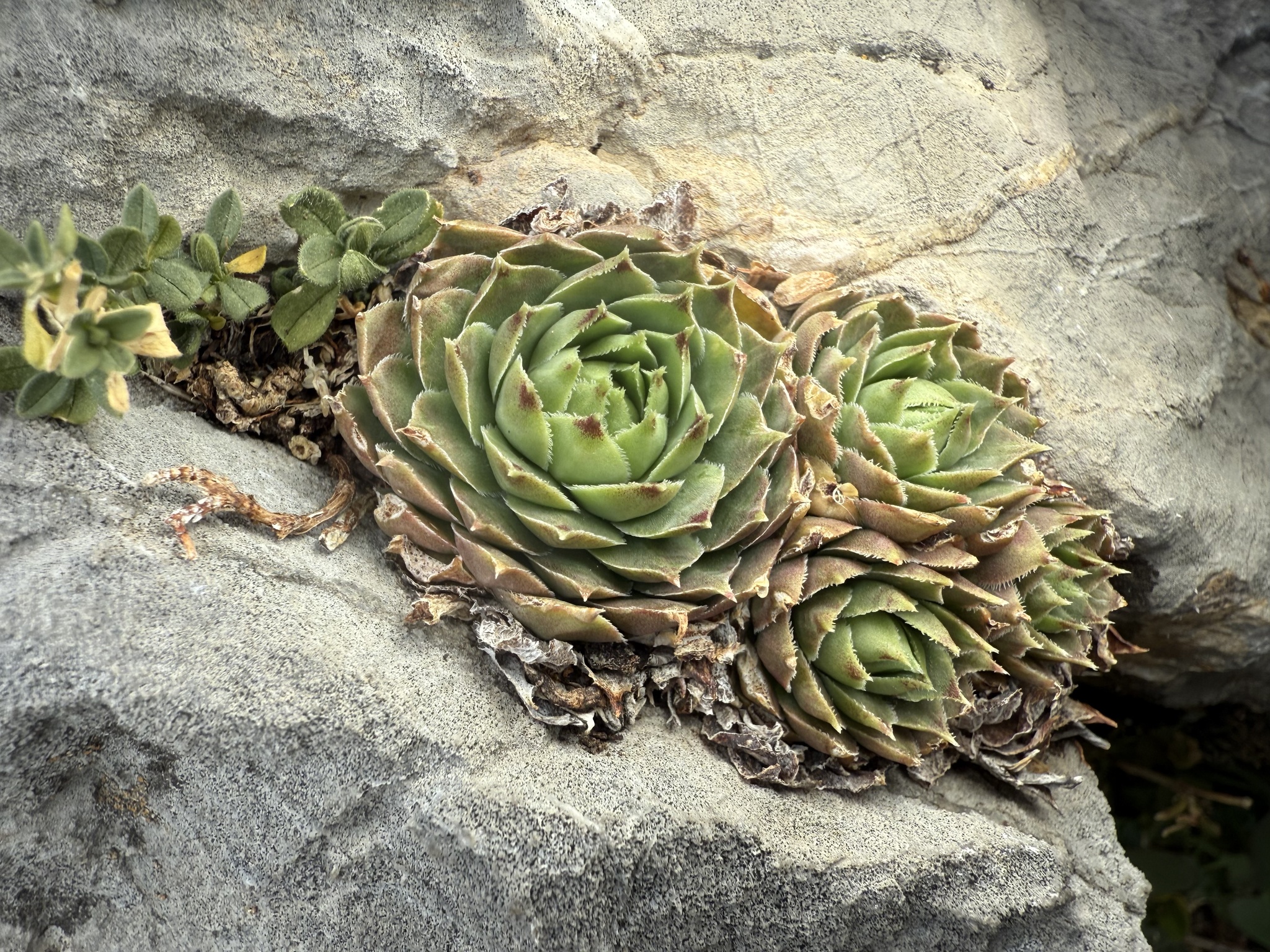 Sempervivum 'Gloriosum' 3