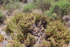 Serruria foeniculacea