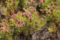 Serruria foeniculacea