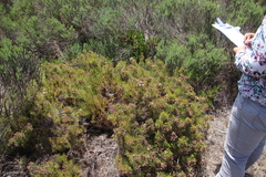 Serruria foeniculacea