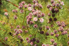 Serruria foeniculacea