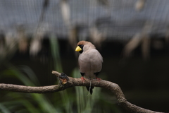 Masked Finch photo 3
