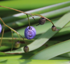Dianella latissima