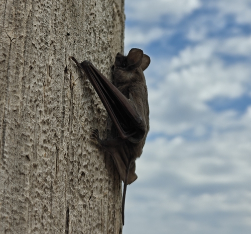 Mexican Free-tailed Bat photographed in Oklahoma