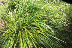 Dianella latissima