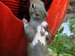 Cuterebra emasculator