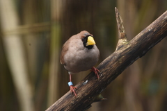 Masked Finch photo 2