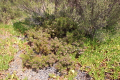 Serruria foeniculacea