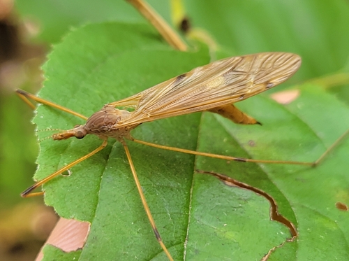 Tipula nuotrauka