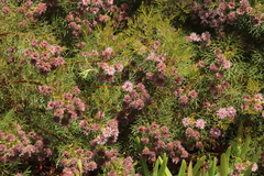 Serruria foeniculacea