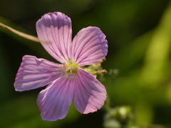 Linum viscosum