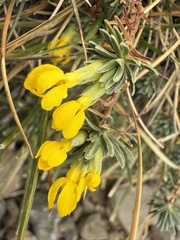 Primrose-flowered vitaliana (Vitaliana primuliflora)