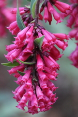 Cestrum fasciculatum