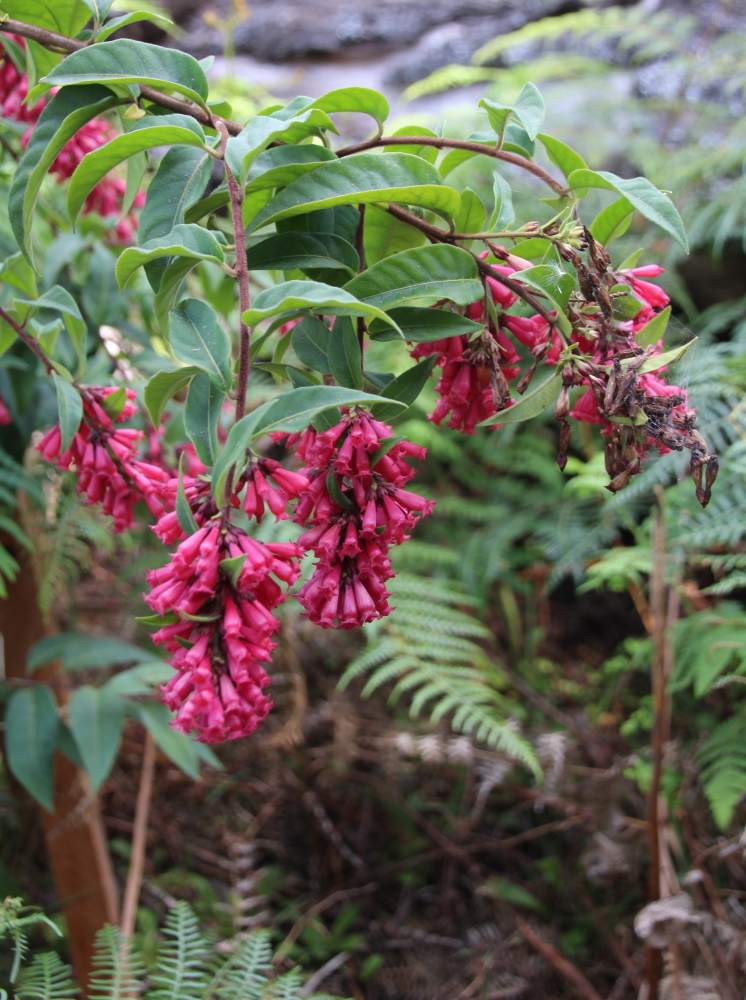 Cestrum fasciculatum