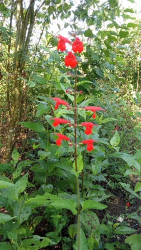 Salvia coccinea