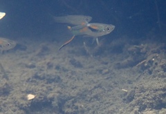 Poecilia wingei
