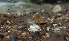 Poecilia wingei