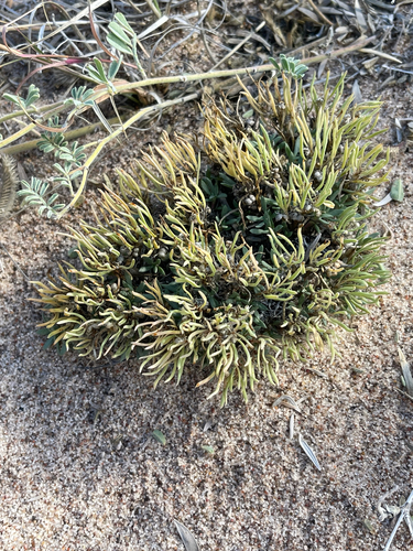 Houstonia rubra, photograph 2