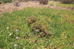 Serruria foeniculacea