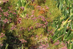 Serruria foeniculacea