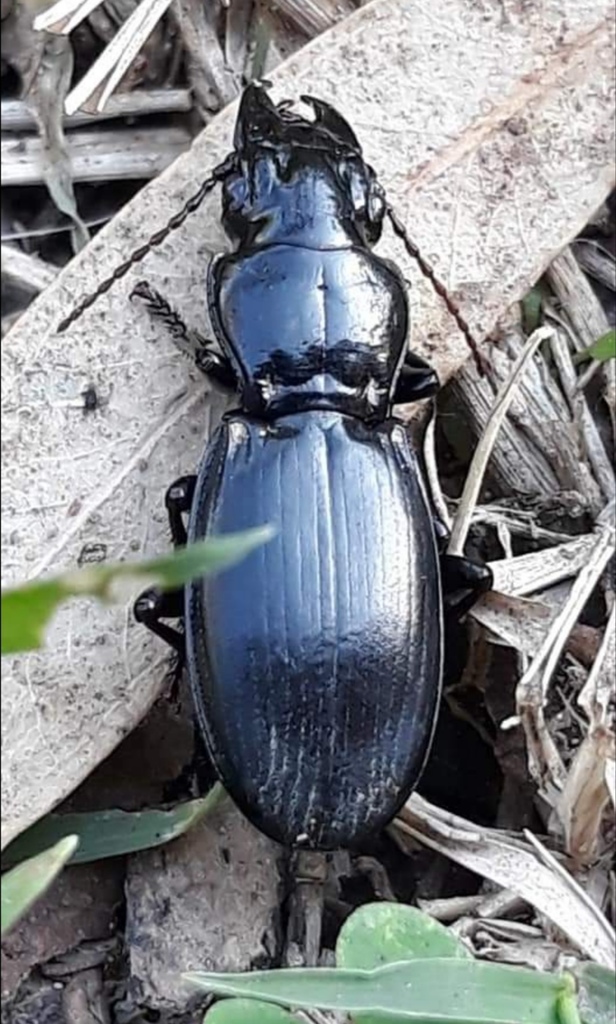 Percus strictus