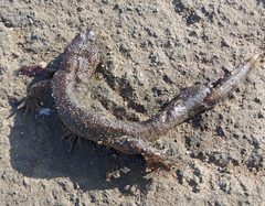 Triturus ivanbureschi
