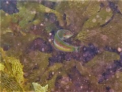 Halichoeres brownfieldi