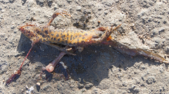 Triturus ivanbureschi