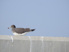 Ichthyaetus hemprichii