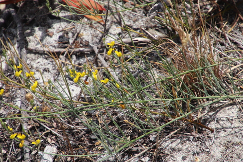 Image of Lebeckia contaminata by (c) Tony Rebelo, some rights reserved (CC BY-SA)