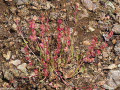 Rumex cyprius