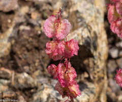 Rumex cyprius