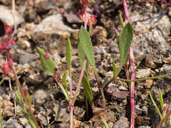 Rumex cyprius