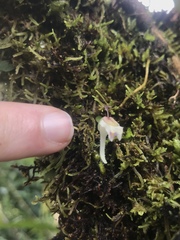 Utricularia jamesoniana