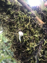 Utricularia jamesoniana