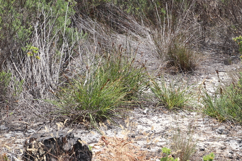 Image of Tetraria eximia by (c) Tony Rebelo, some rights reserved (CC BY-SA)
