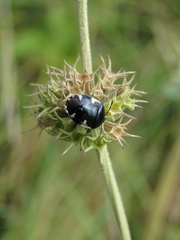 Tritomegas sexmaculatus