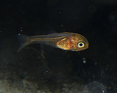 Vincentia punctata