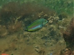 Halichoeres brownfieldi