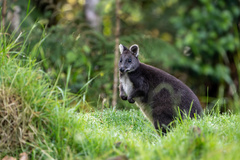 Calaby's Pademelon photo 4