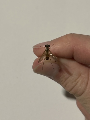Unknown species found near W Sunset Dr, Waukesha, WI, US