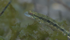 Pseudaphritis urvillii