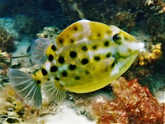 Blue Boxfish photo 4