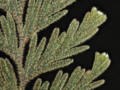 Hymenophyllum frankliniae