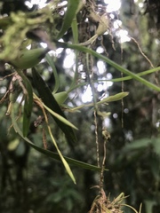 Maxillariinae