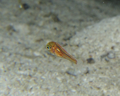 Vincentia punctata